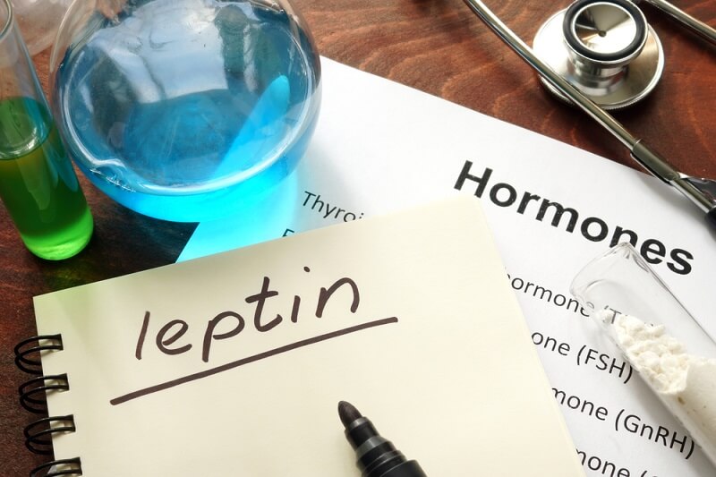 leptin