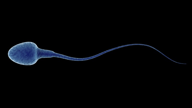 Sperm and Spermiogram
