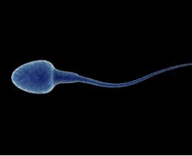 Who is Who in Spermiology